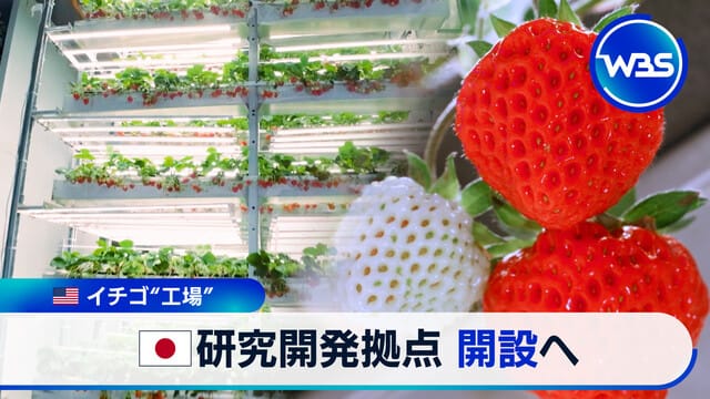 世界最大級」イチゴ“工場” 研究開発拠点 開設へ｜テレ東BIZ