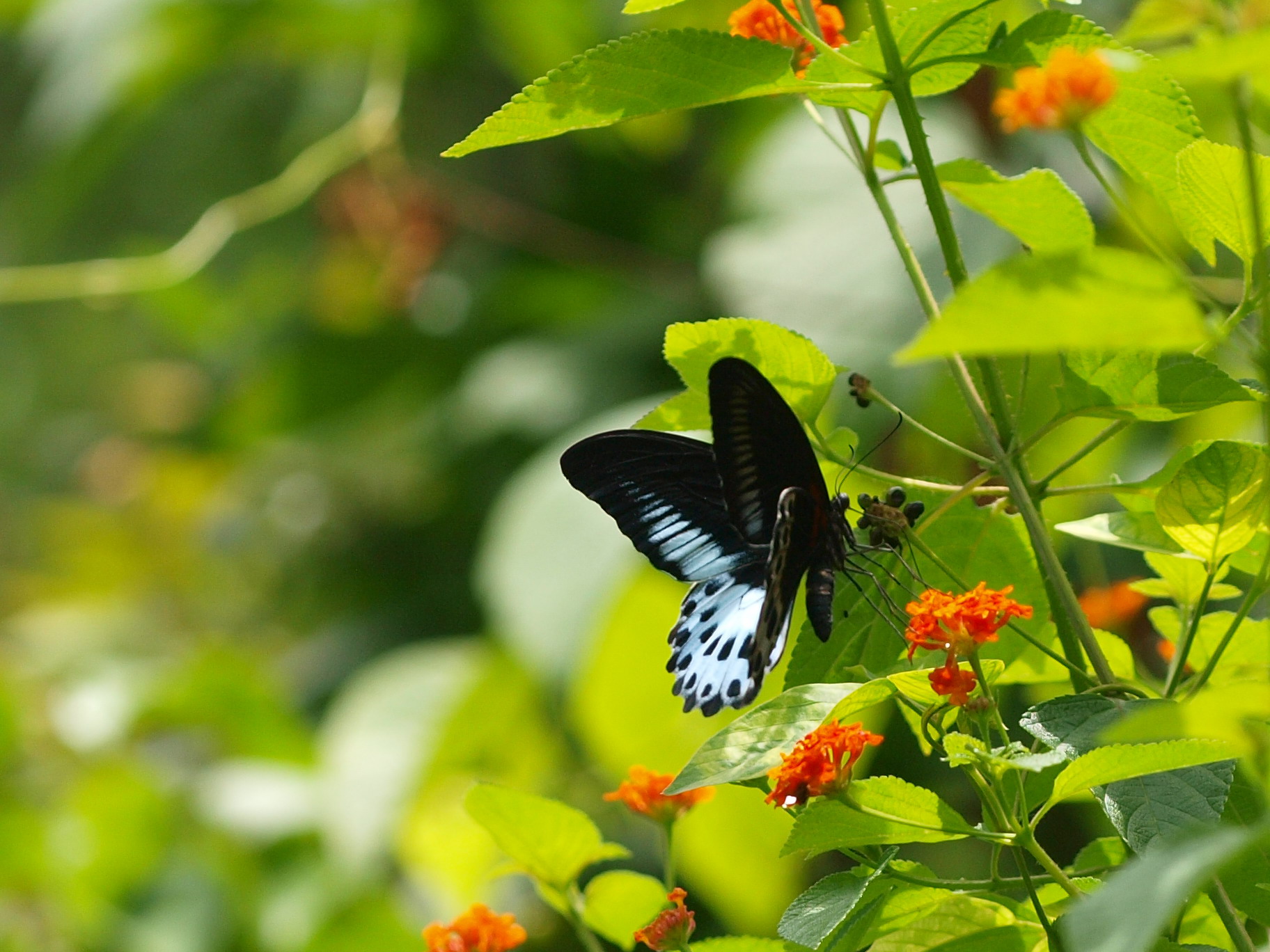 インド] テンジクアゲハ Blue Mormon (3) (ギャラリー) - 虫林花山の散歩道