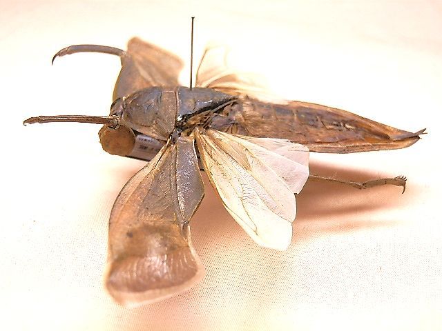 ☆大阪産タガメ：65mm標本☆ - INSECT ULTIMA