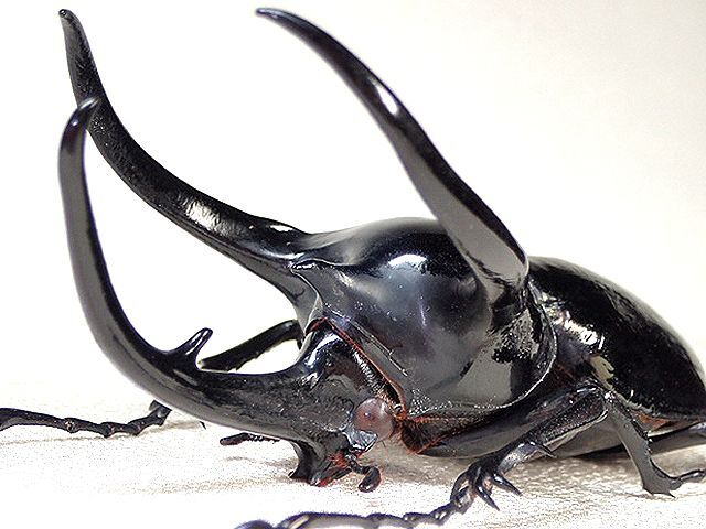 ☆ベトナム産！タイリクコーカサスオオカブト♂121mm標本