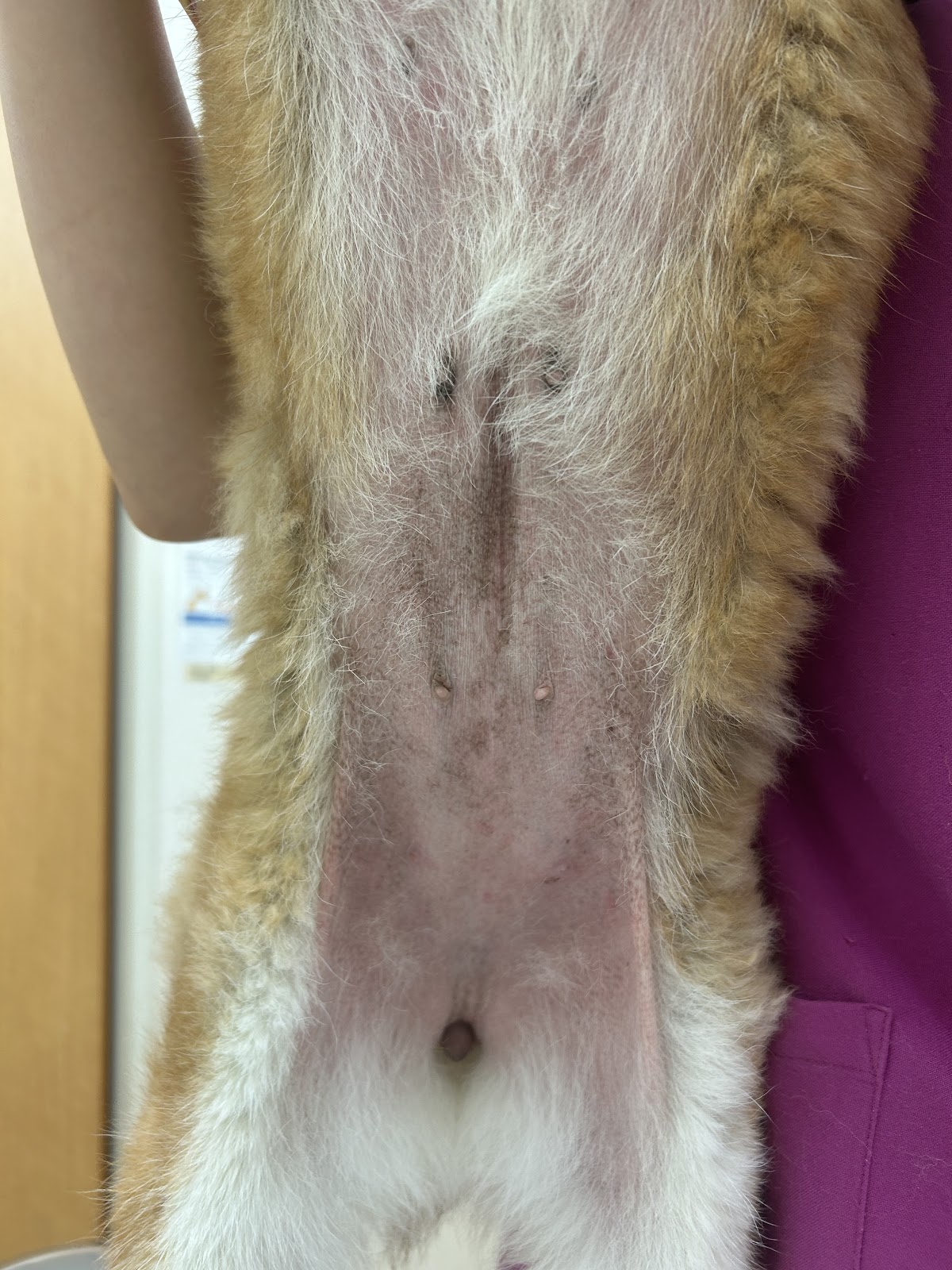 犬のアトピー性皮膚炎の症状や原因、治療法について獣医師が解説｜茨城