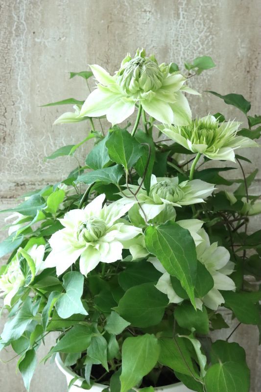 八重咲きクレマチス 