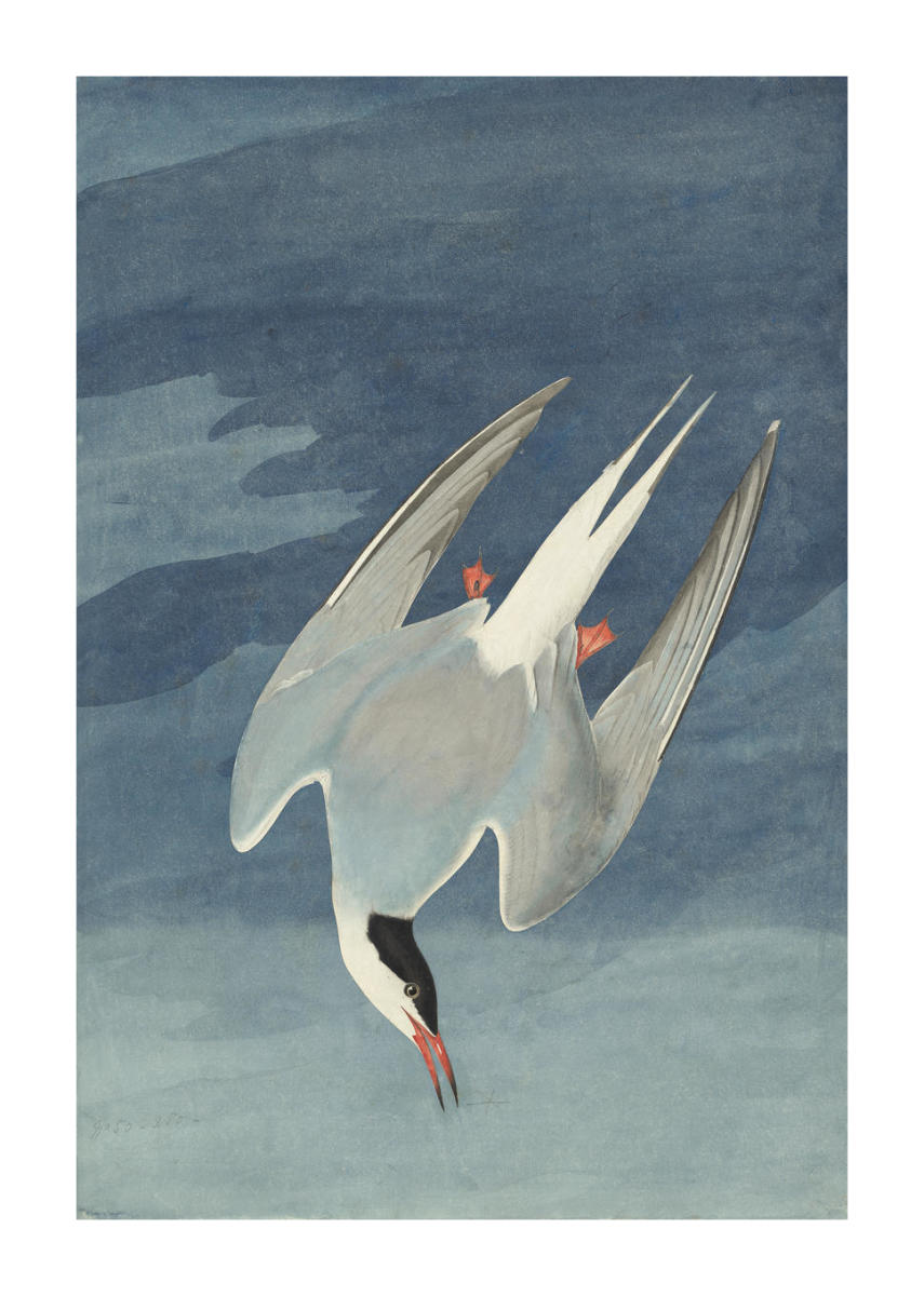 洋書 The Voyage of the Arctic Tern 洋書 The Voyage of the Arctic