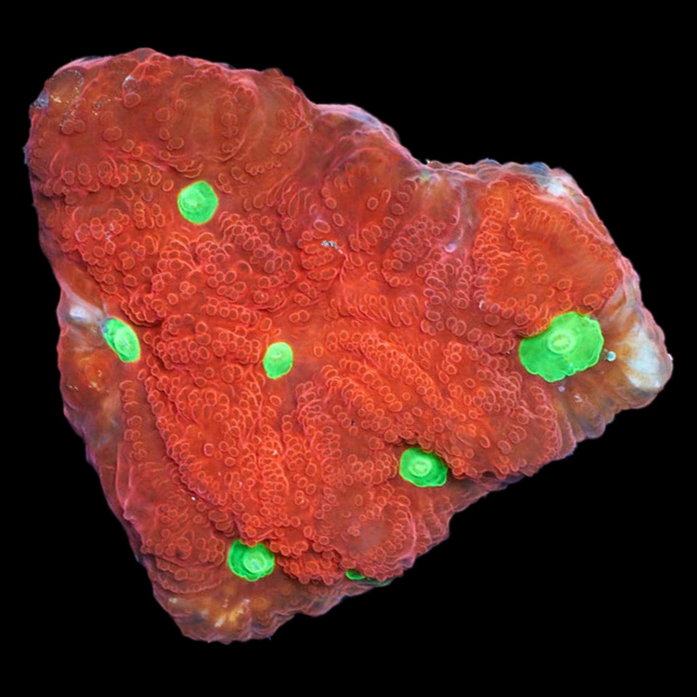 War Coral - Vivid Aquariums