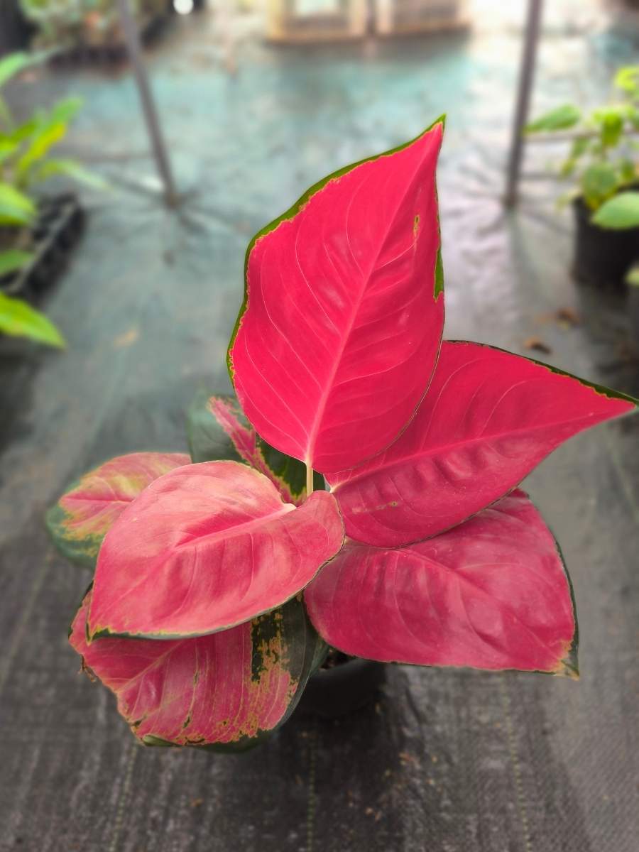 Aglaonema Thailand Super Red Big size Rooted Plant Without Pot
