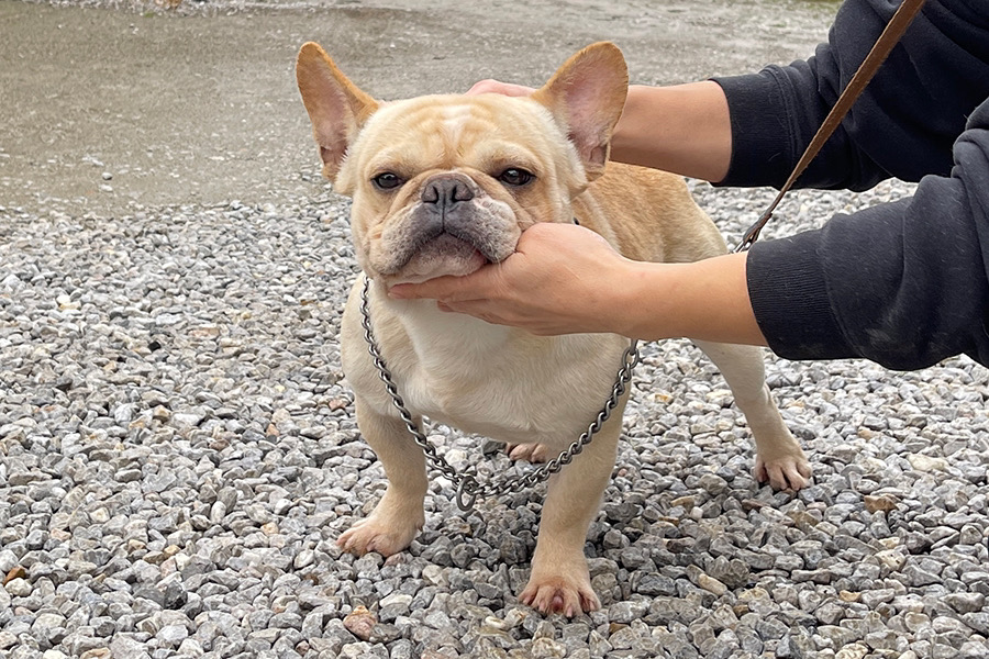 FR20230803mm【フレンチブルドッグ】詳細｜WANLINE