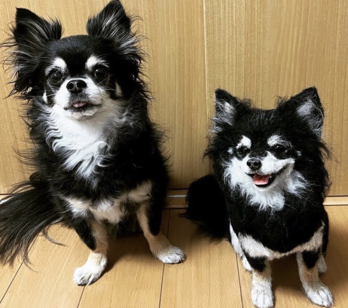 2023年10月＊更新【わたわたペットの分身の術】オーダー受付