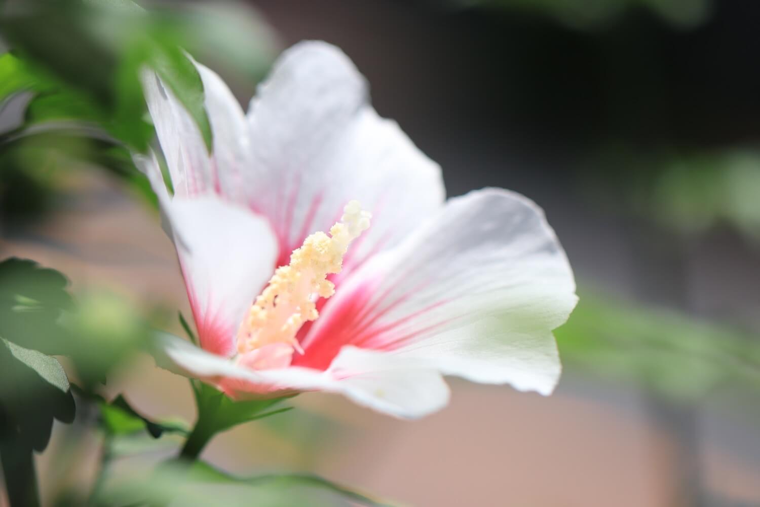 Canonのマクロレンズ 100mm F2.8lを実写レビュー！幻想的な世界観