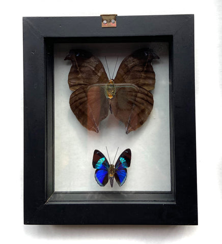 Real Framed Double Butterfly: Great Blue Hookwing (Napeocles