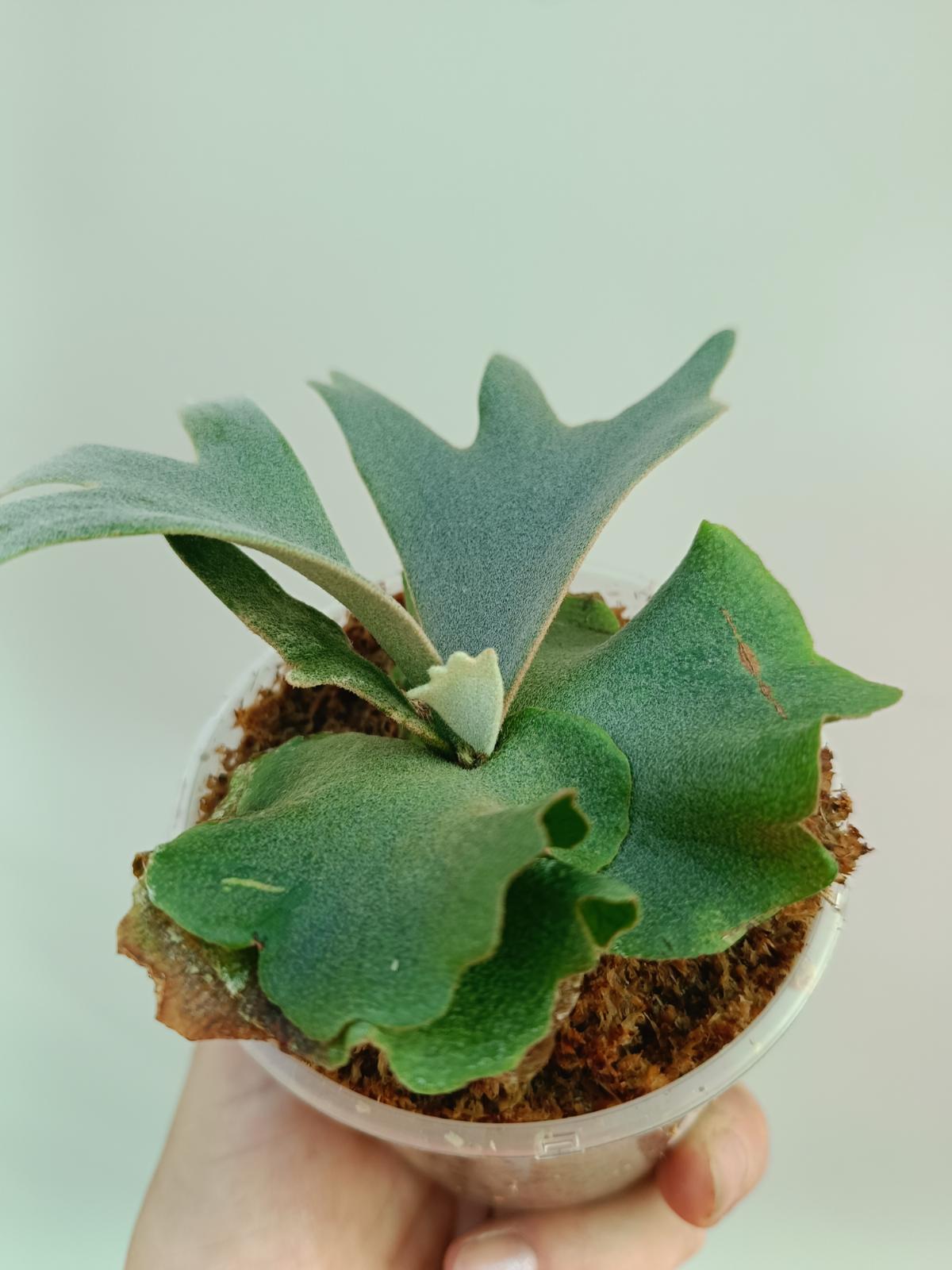 Platycerium Willinckii 'Jade girl' | Welovetropicalplants