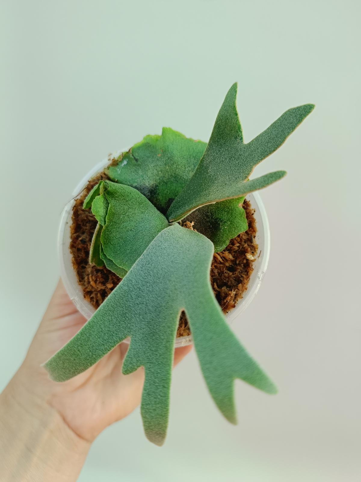 Platycerium Willinckii 'OMG' | Welovetropicalplants