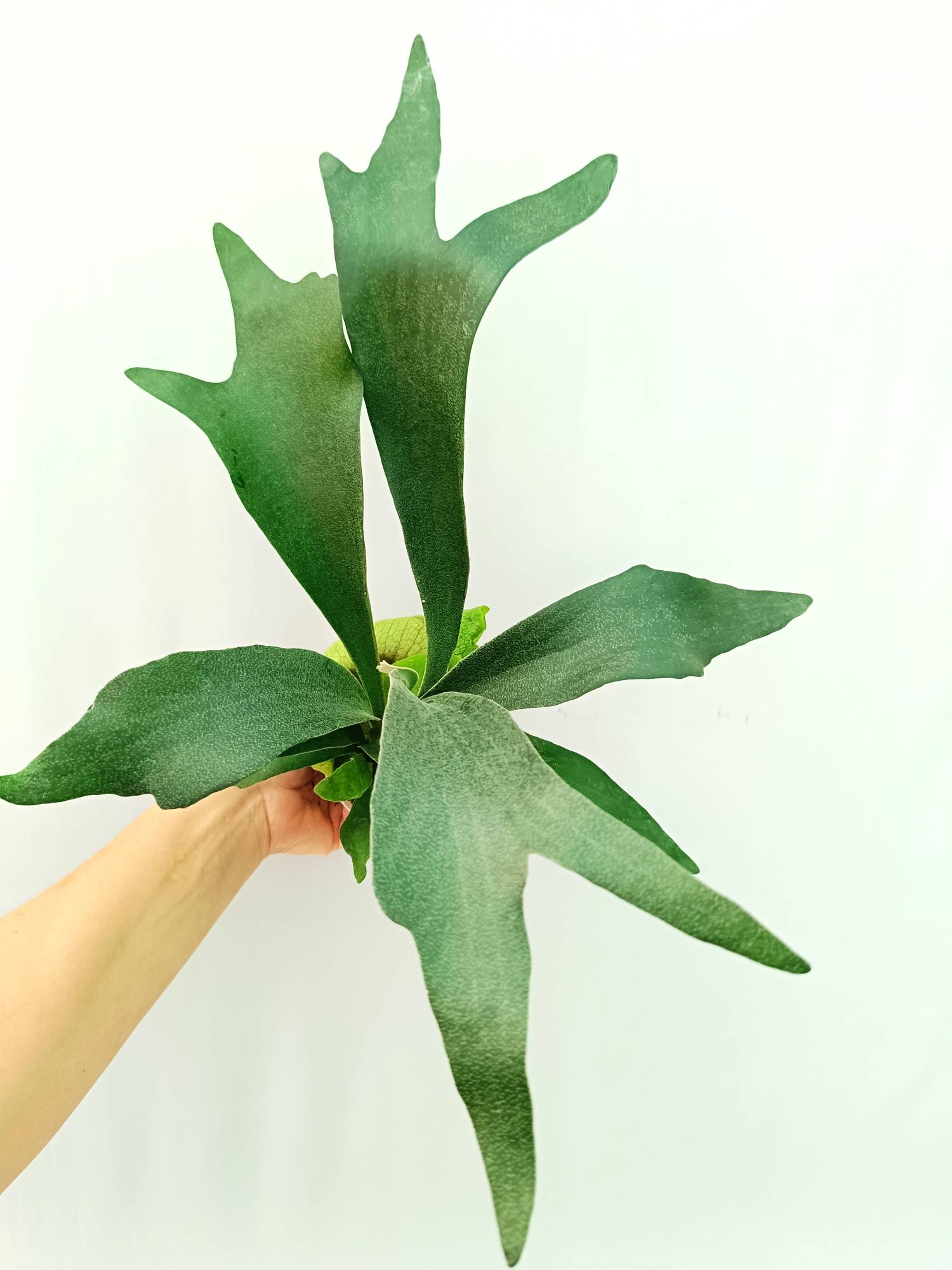 Platycerium SS Foong | Welovetropicalplants