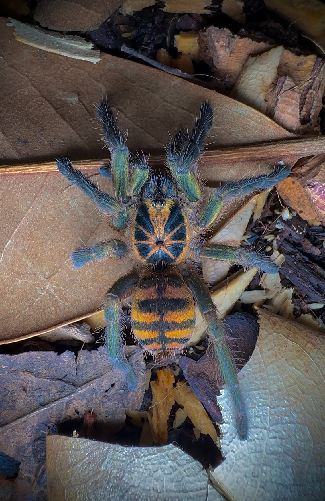 Neoholothele fasciaaurinigra - Columbian BumbleBee Tarantula