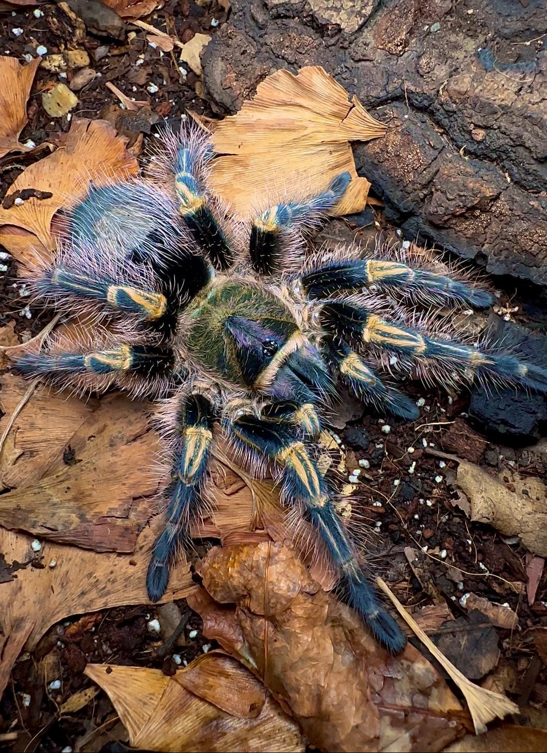 Giant Tarantulas! – Westside Tarantulas