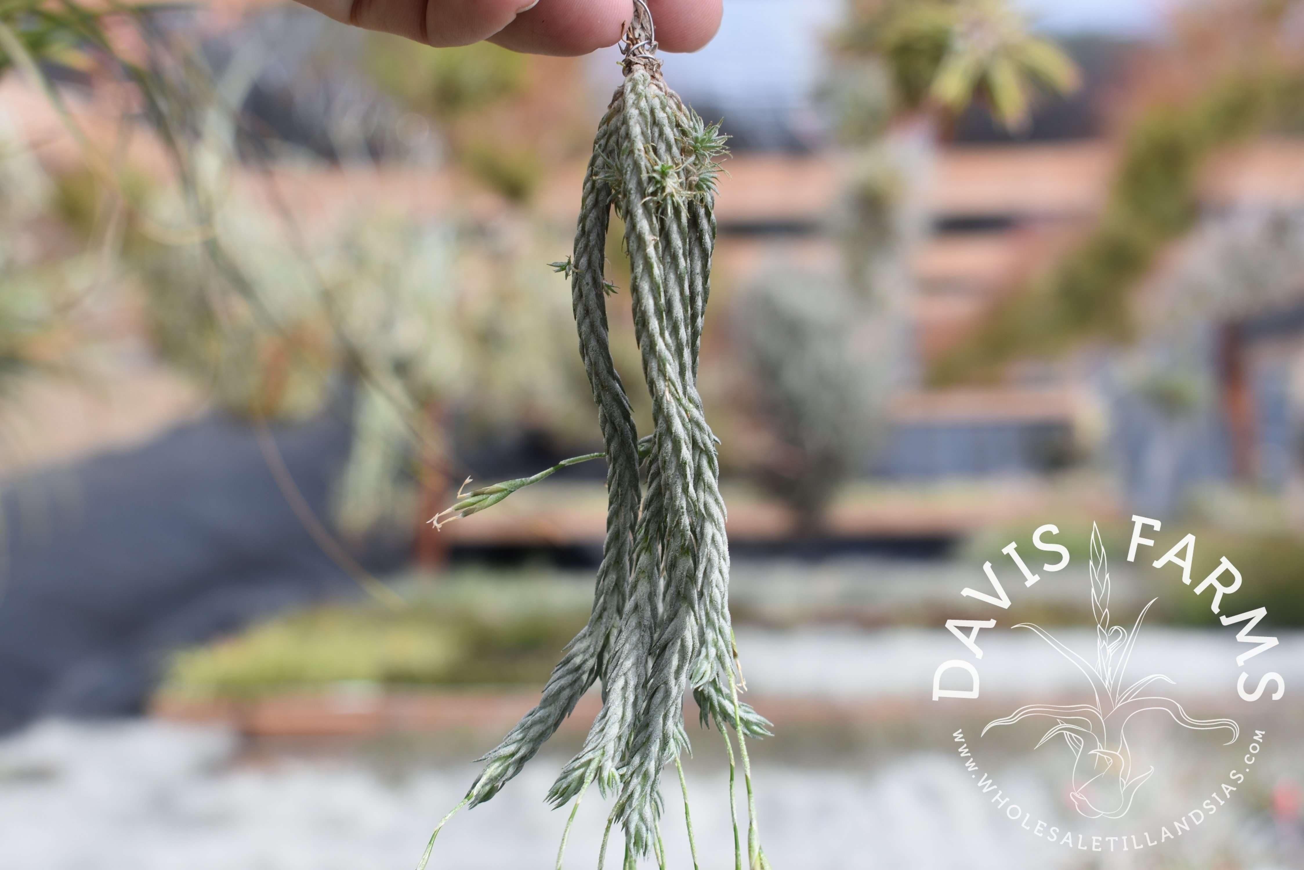 Tillandsia tricholepis closed form - Davis Farms Wholesale Tillandsias