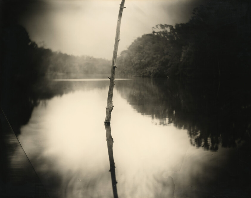Sally Mann | Untitled (Deep South #22) | Whitney Museum of