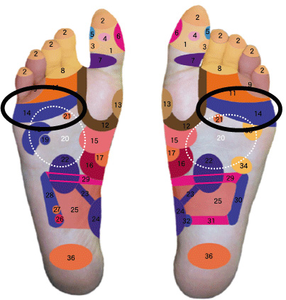 気管支炎・喘息の反射区治療 【ウインターベル健康ショップ】官足法の