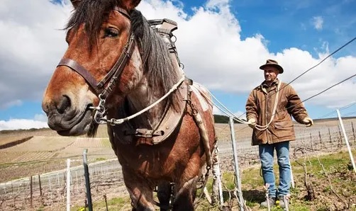 ジャン・マルク・セレック】ソリスト シャルドネ ピエリー プルミエ