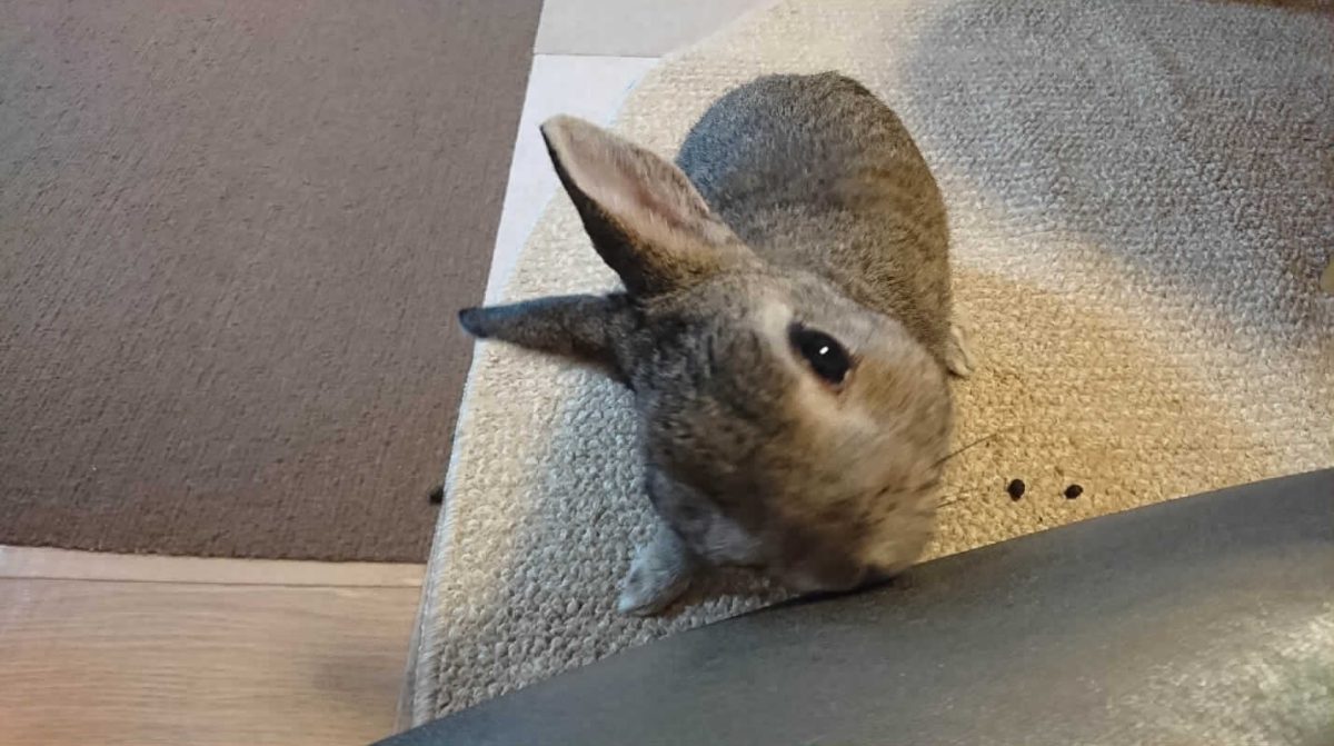 うーちゃん - 株式会社ウーリー｜うさぎの食彩工房