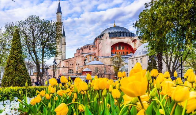 チューリップはトルコ原産！品種改良の歴史やトルコにおける深い意味