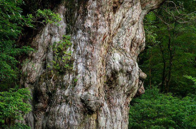 鹿児島の世界遺産「屋久杉」とは？縄文杉を含めて世界遺産マニアが解説
