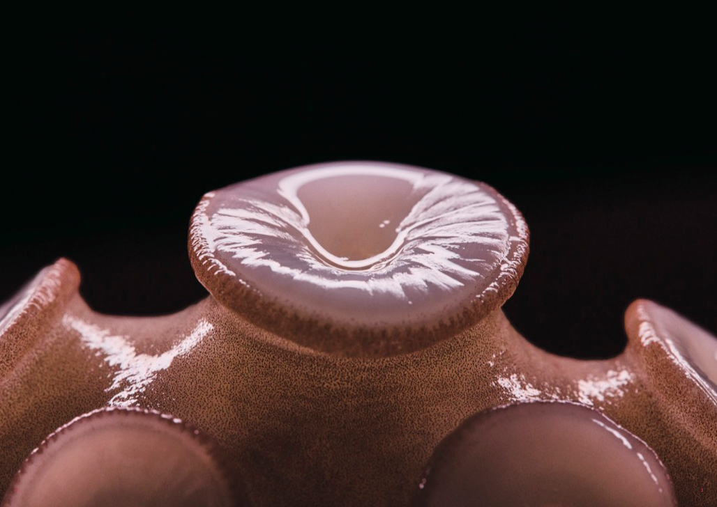 たこ88 | ライツ社