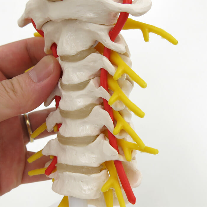 頚椎モデル | 日本スリービー・サイエンティフィック