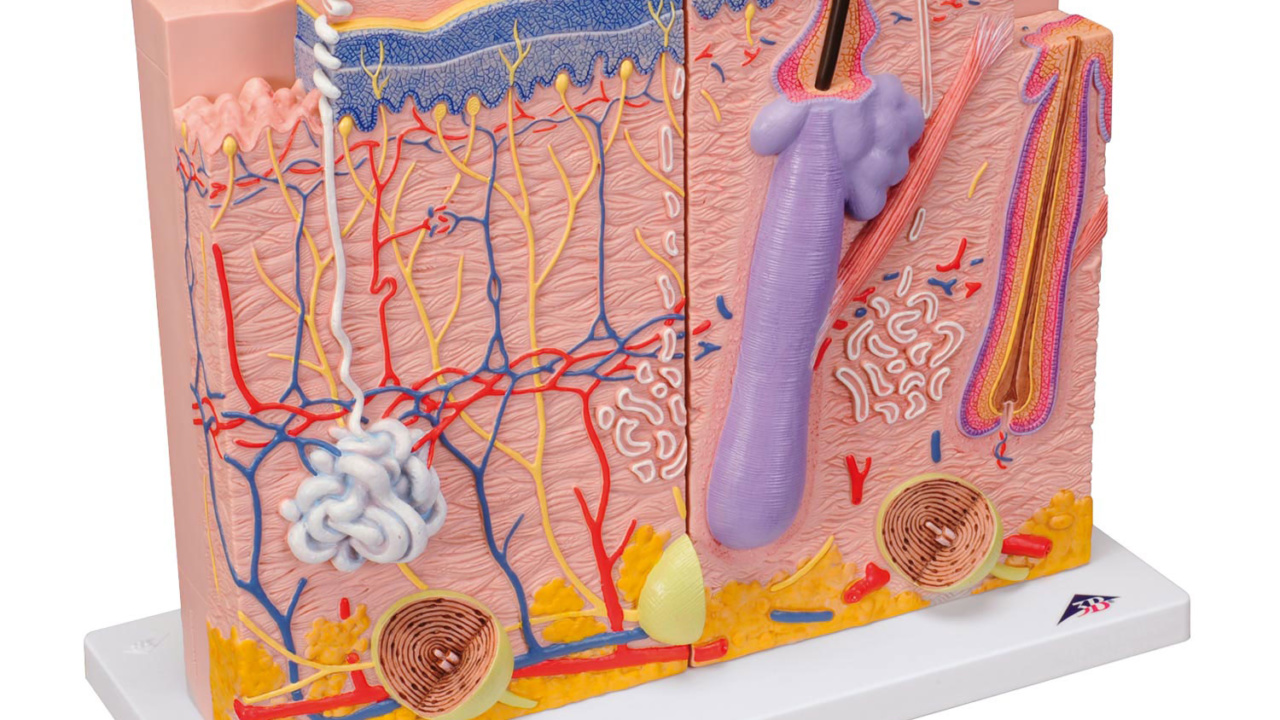 皮膚，80倍大，3分解モデル | 日本スリービー・サイエンティフィック