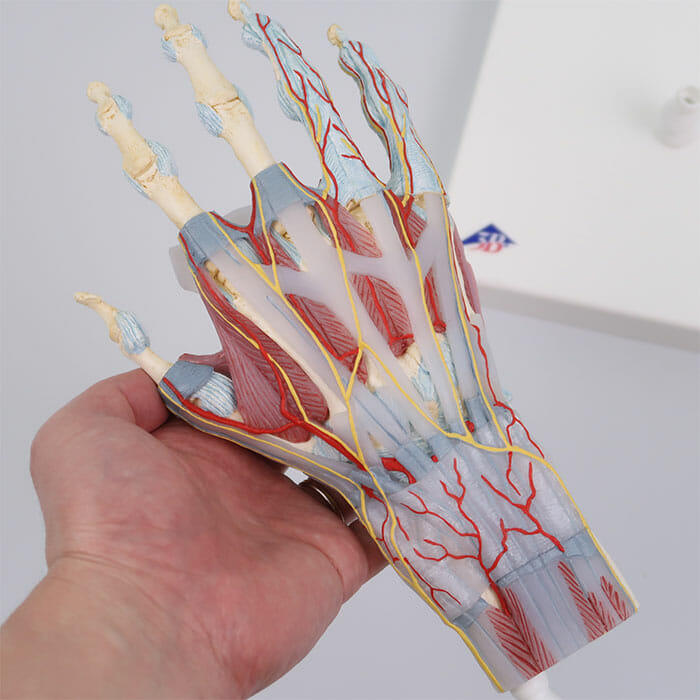 手関節，筋・靭帯付，4分解モデル | 日本スリービー・サイエンティフィック