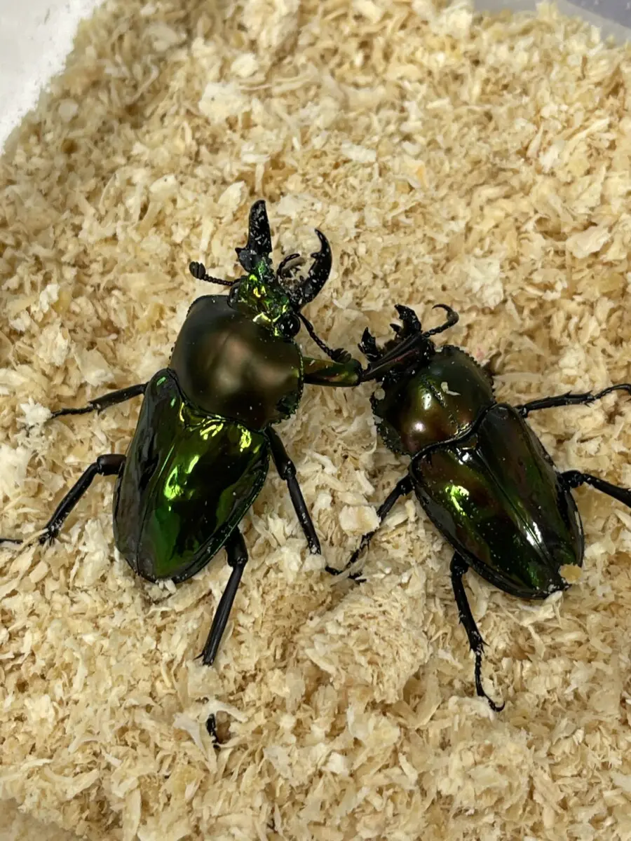 週末限定セール 昆虫標本 ヤクシマエゾセミ 週末限定セール 昆虫標本