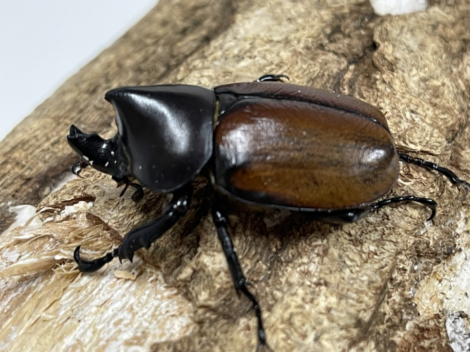フンボルトヒナカブト 43ミリペア - クワガタ横丁