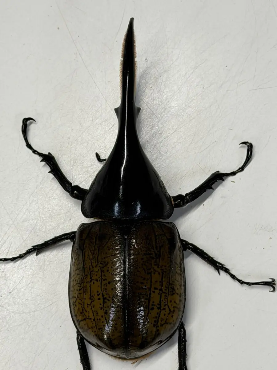 ホーム - クワガタ横丁