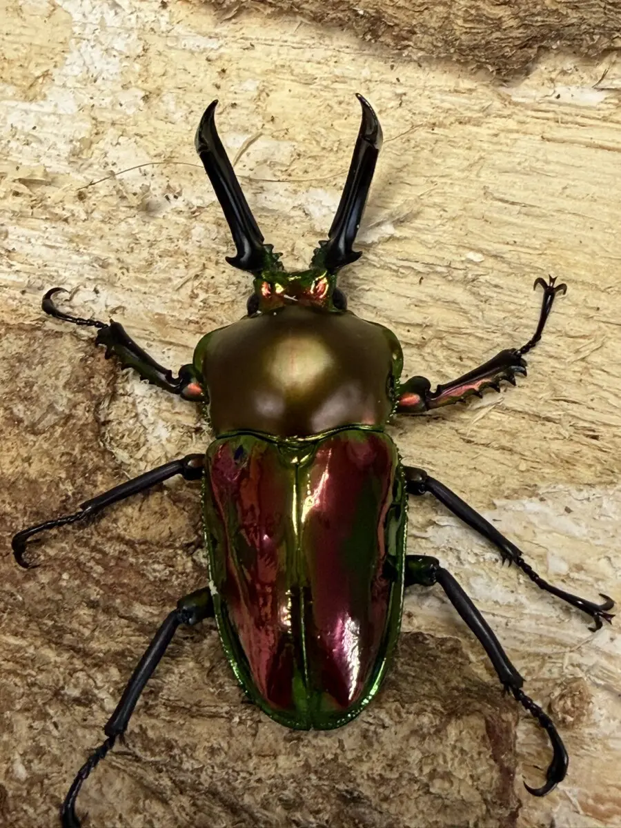 ホーム - クワガタ横丁