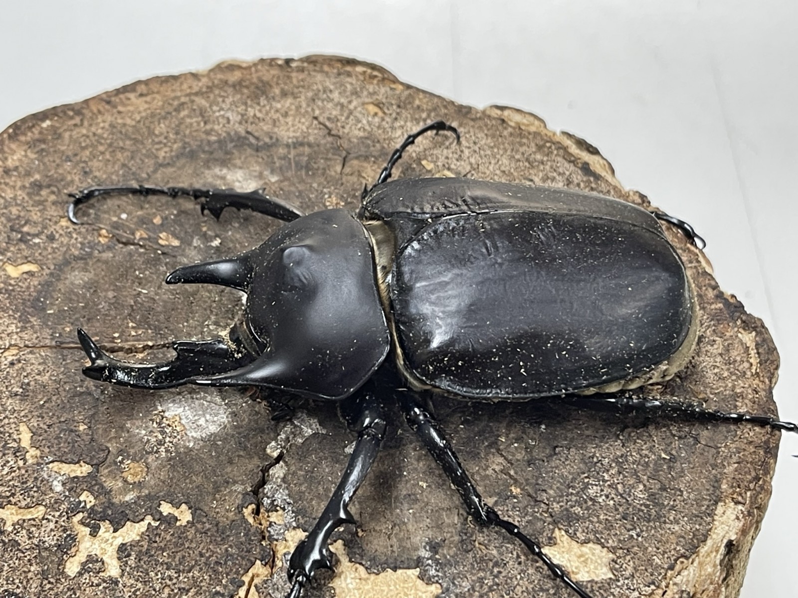 レックス（アクティオン）ゾウカブト 106ミリペア - クワガタ横丁
