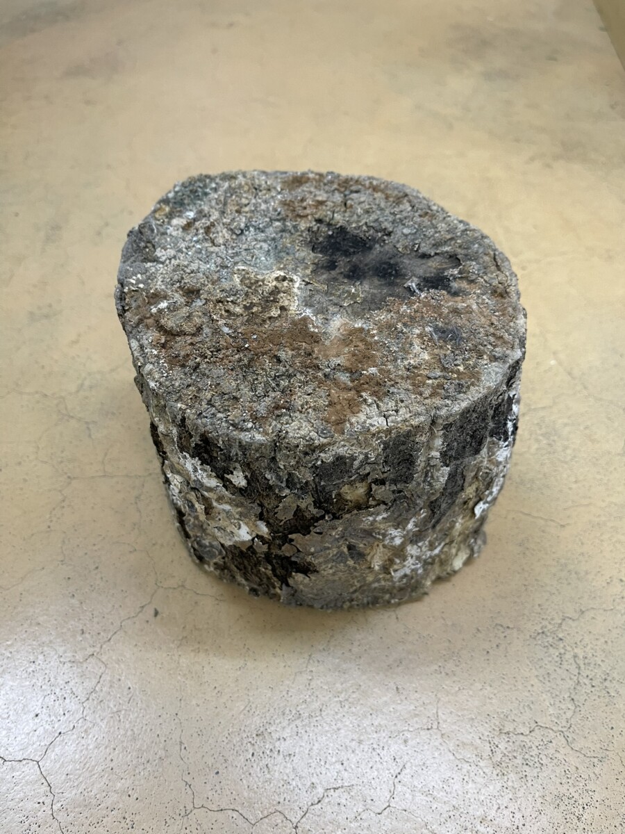 Lサイズ × 5本 クヌギ 土埋め レイシ (霊芝) 産卵材 柔らか仕上げ