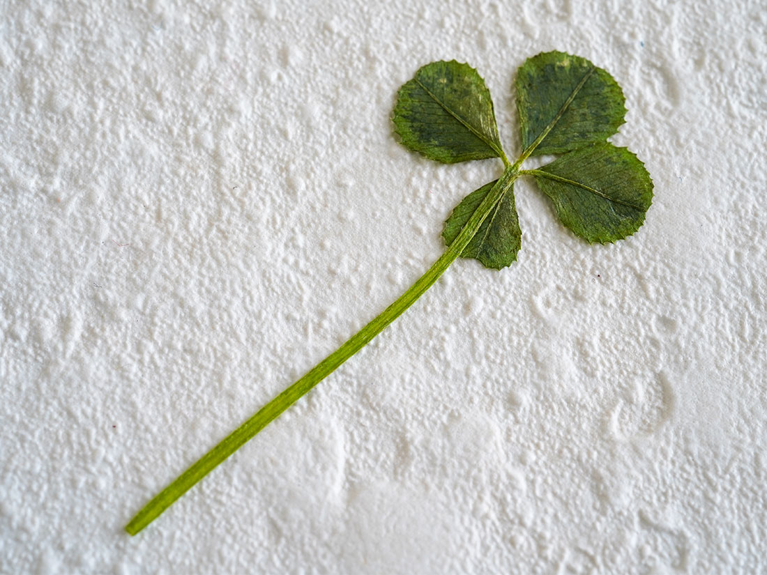 OSHIBANA 四つ葉のクローバー (50枚入) | 葉・花加工品 | お菓子・パン