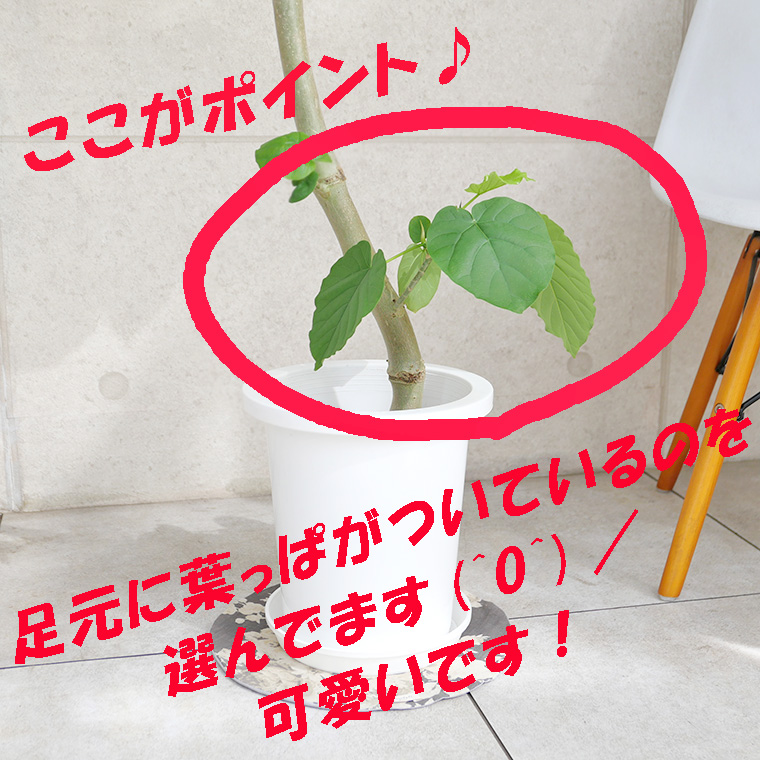 フィカス・ウンベラータ 8号鉢 観葉植物と植木鉢の専門店cocolate