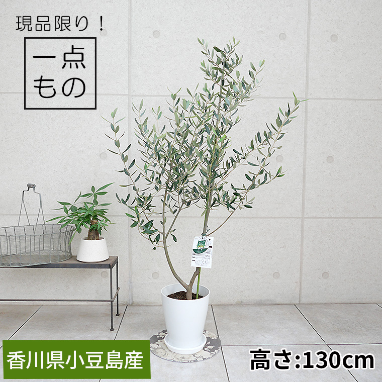 オリーブ・ルッカ-011 8号鉢 観葉植物と植木鉢の専門店cocolate