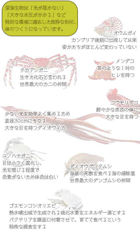 動物 生物 立体図鑑 深海生物プレミアムボックス / カロラータ