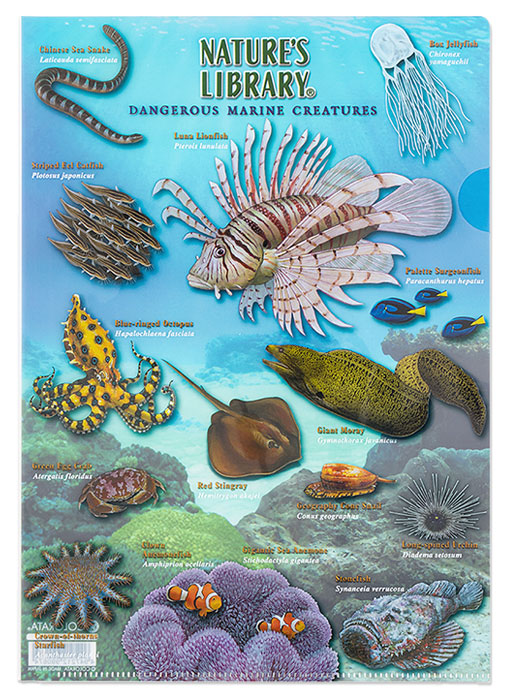 クリアケース 海の危険生物│動物 カロラータ オンラインショップ