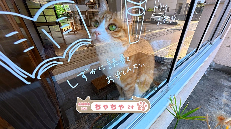 家ニャン ～家にニャンコがいます～ 2025年7月 1日（火）～2025年7月31