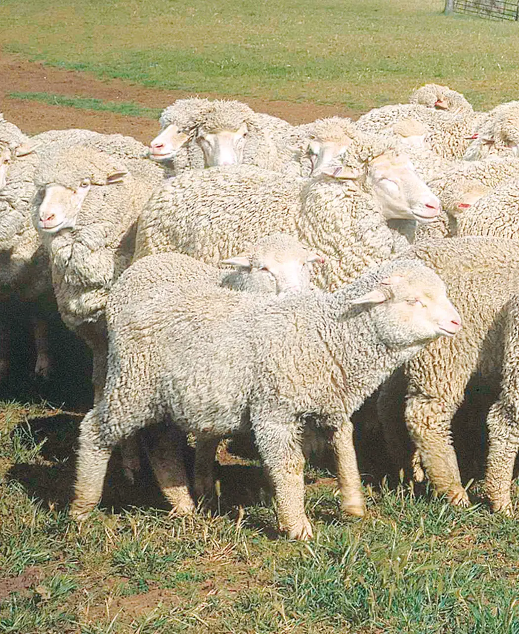 通販生活®ホワイトクラウド｜【公式】カタログハウスの通販サイト