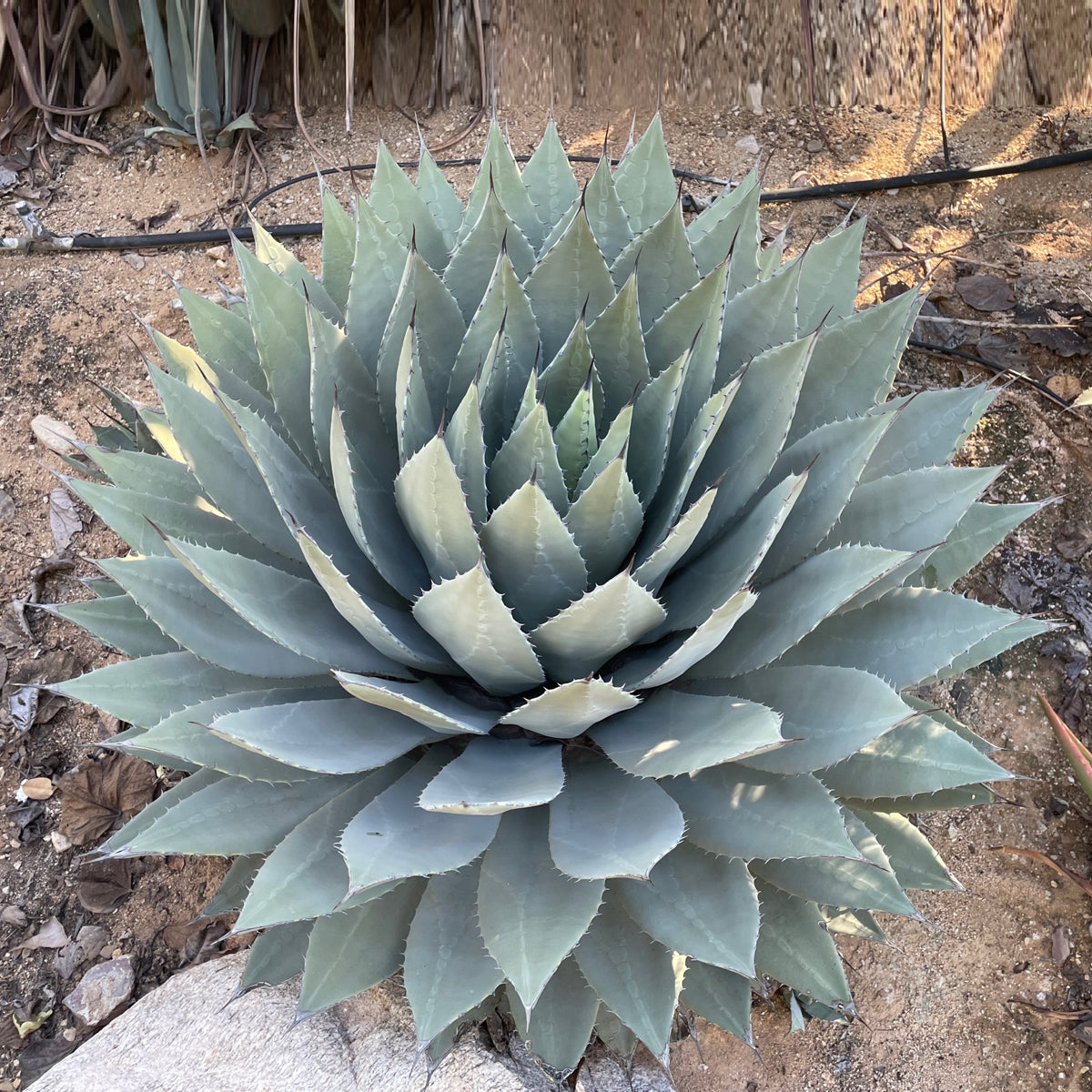 Agave Parryi Var. Huachucensis | Large Artichoke Agave For Sale