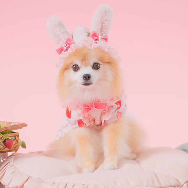 ペットサロン専用業務用アクセサリーの通販ショップ『きゃんナナ』– 卸