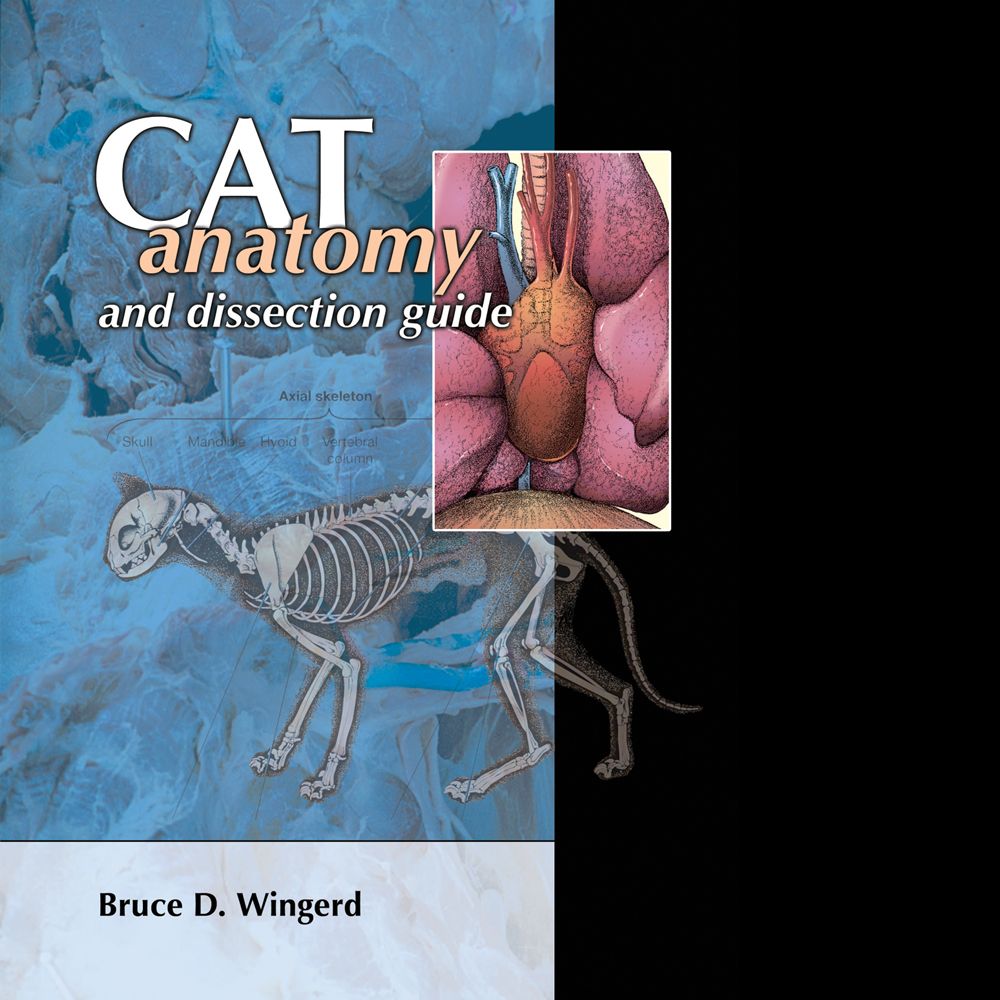 Cat Anatomy and Dissection Guide | Carolina Biological Supply