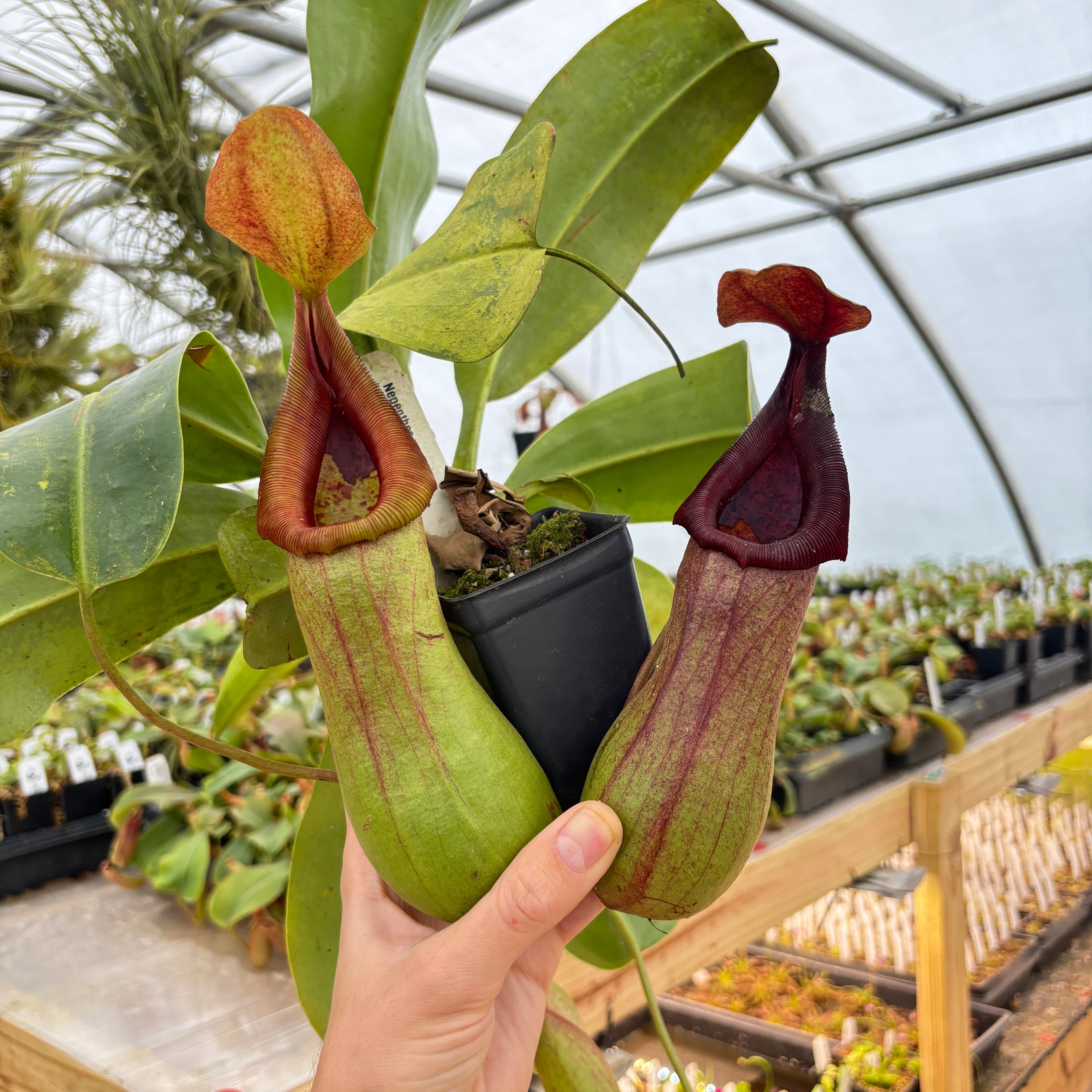 Nepenthes ventricosa JB sigma x ovata EP, CAR-0385 – Carnivero