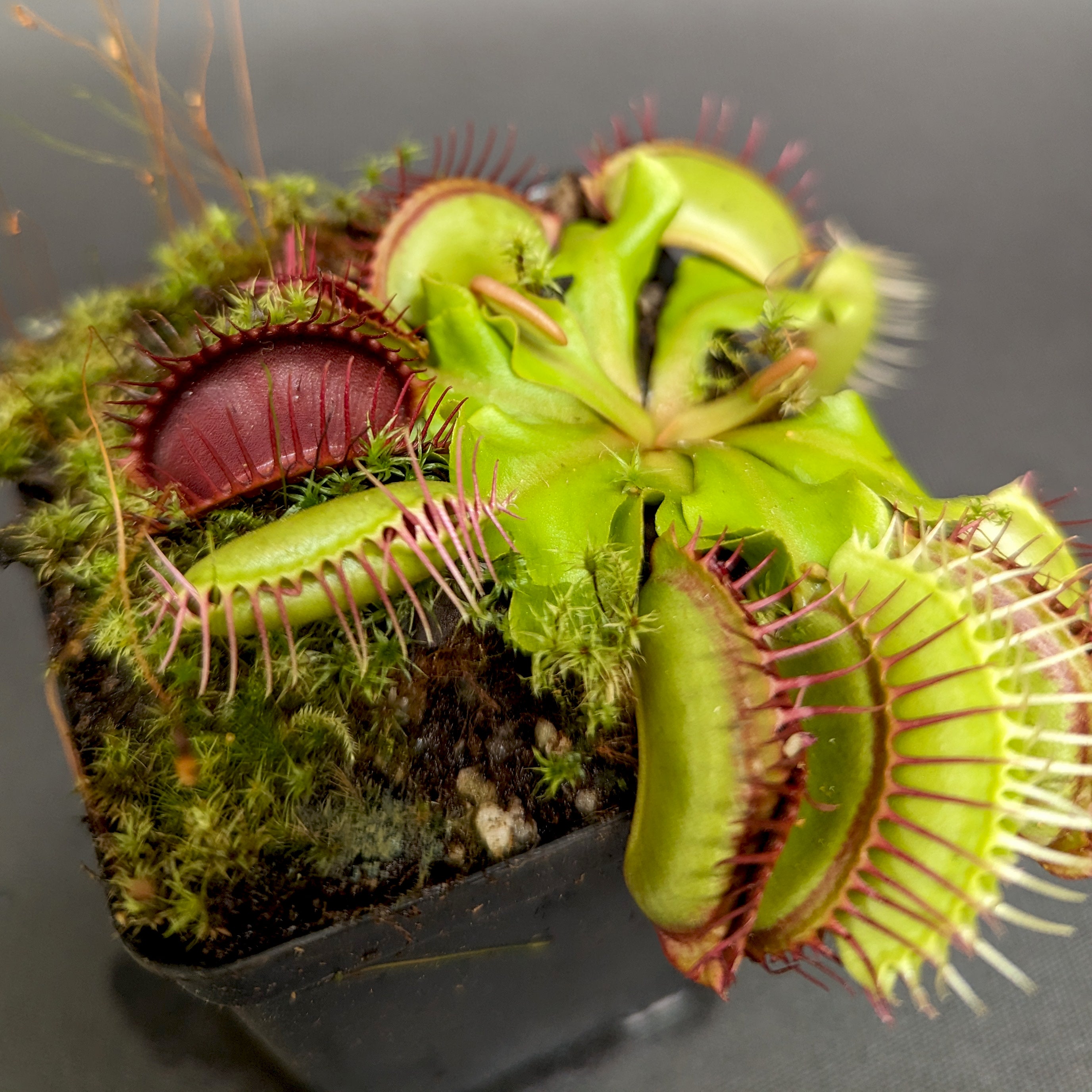 Venus Flytrap- Dionaea muscipula 