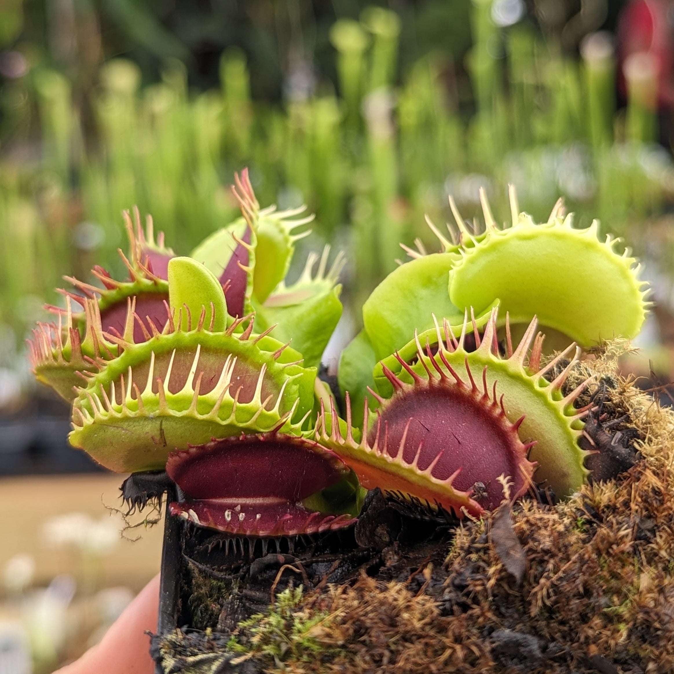 Nepenthes spathulata x trusmadiensis, CAR-0896 – Carnivero