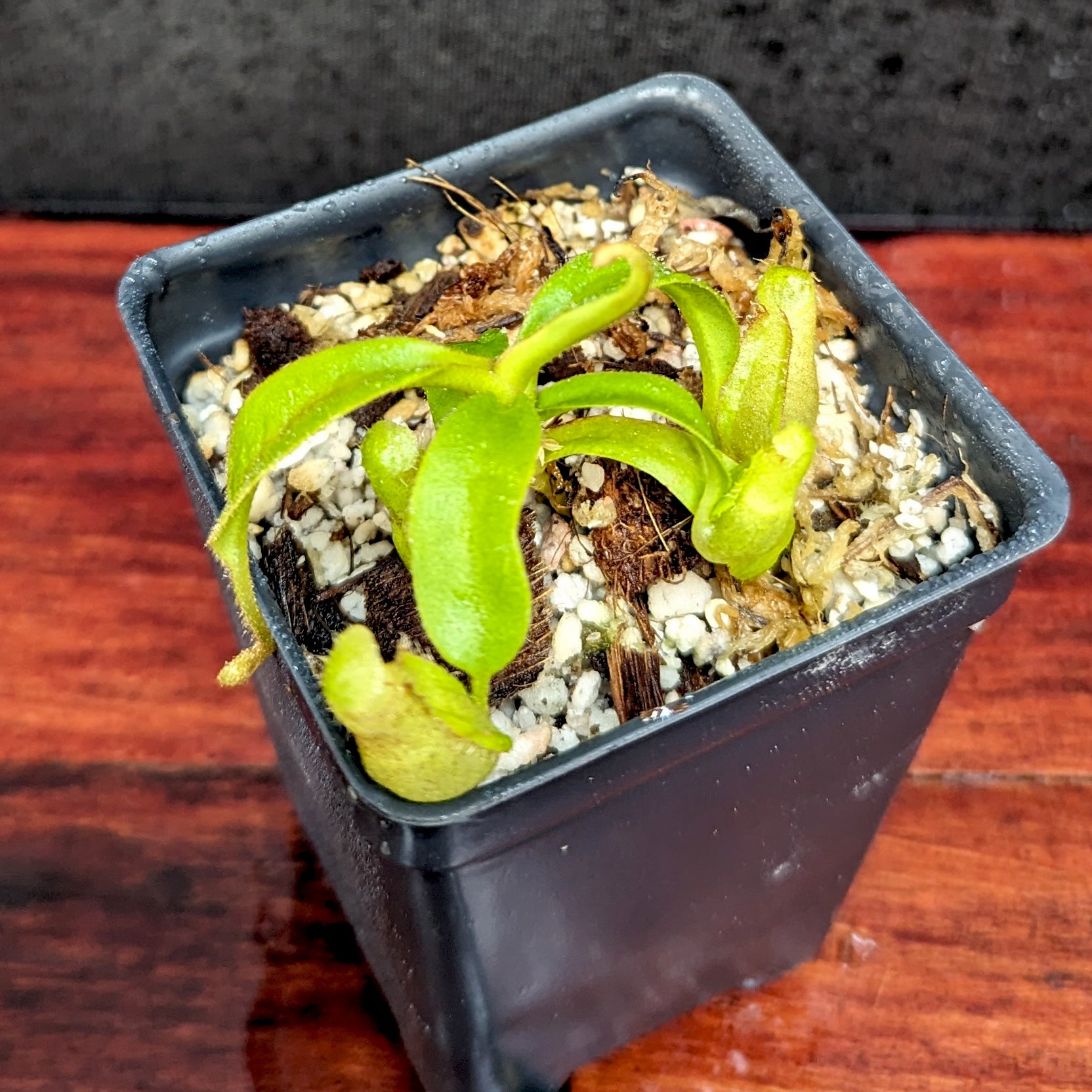 Nepenthes talangensis x veitchii 