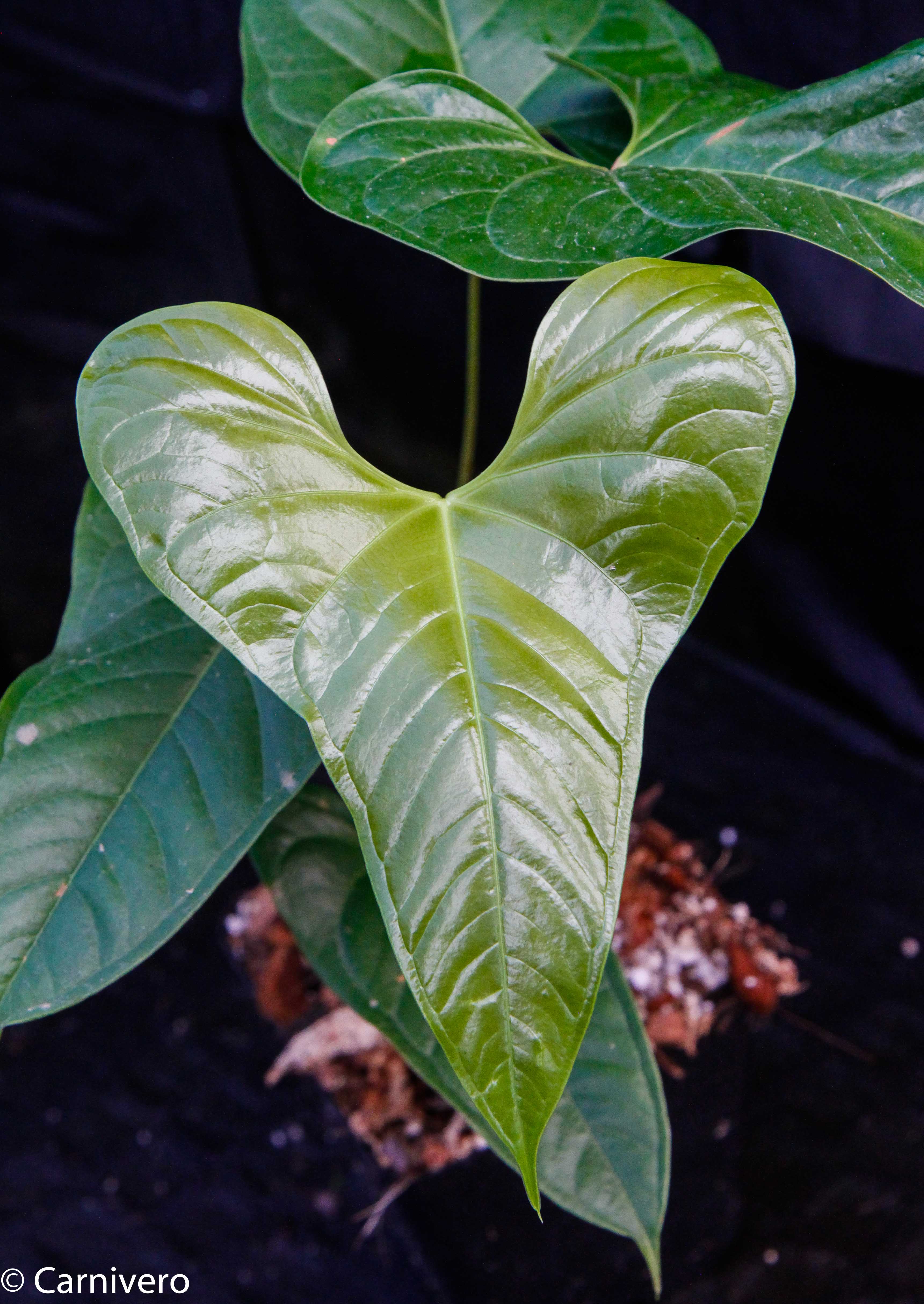 Anthurium ivanportillae – Carnivero